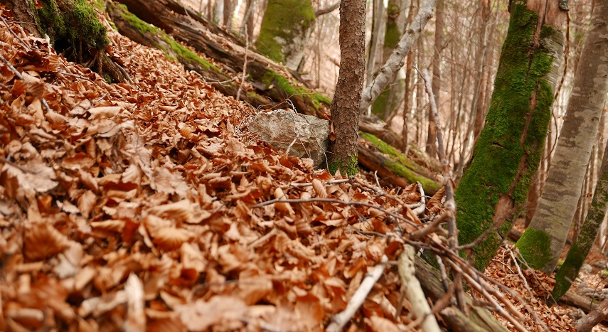 Wald als Schutzfunktion